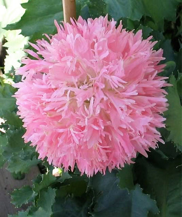 250 Organic PEONY POPPY MIX Papaver Paeoniflorum Mixed Colors Red, White, Pink, Black, Purple, Salmon, Bronze, Lilac, & Bicolor Flower Seeds